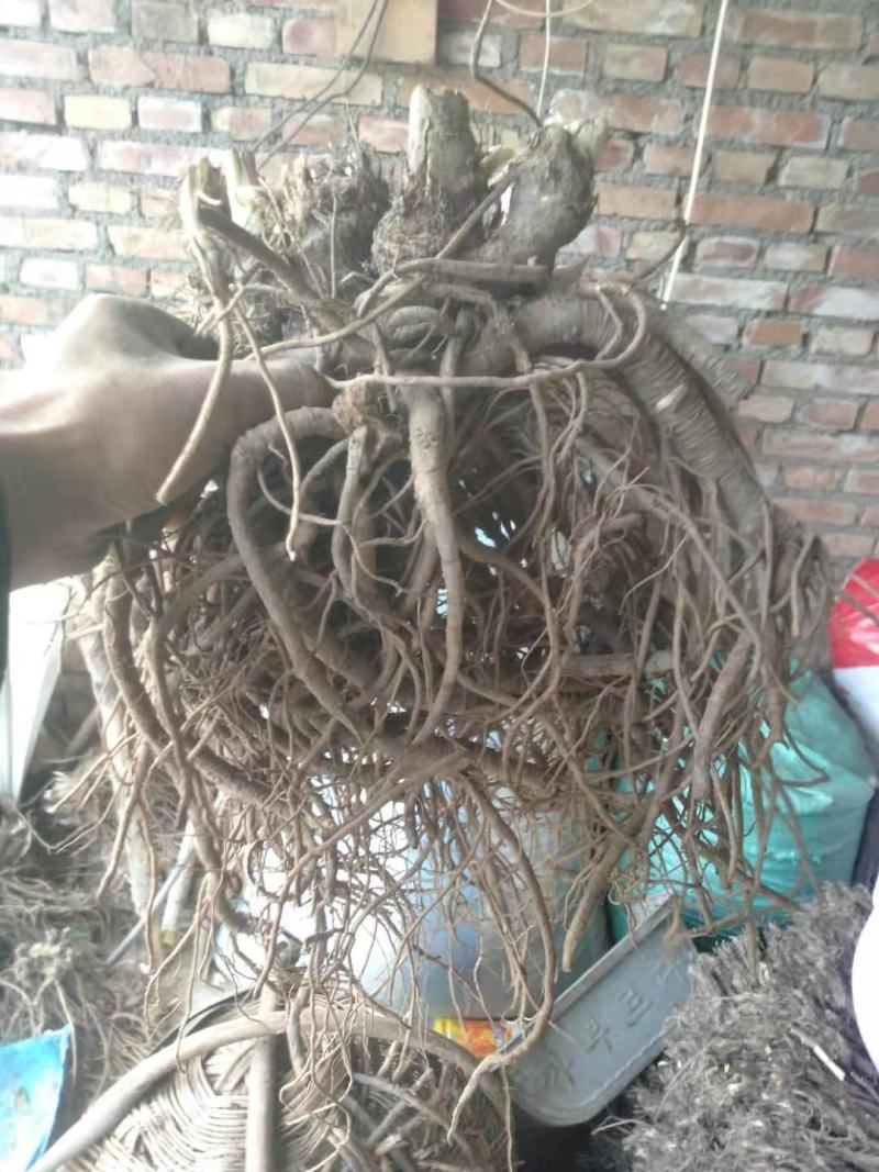 独活柴独来自甘肃千年药库产地源头供货自产自销