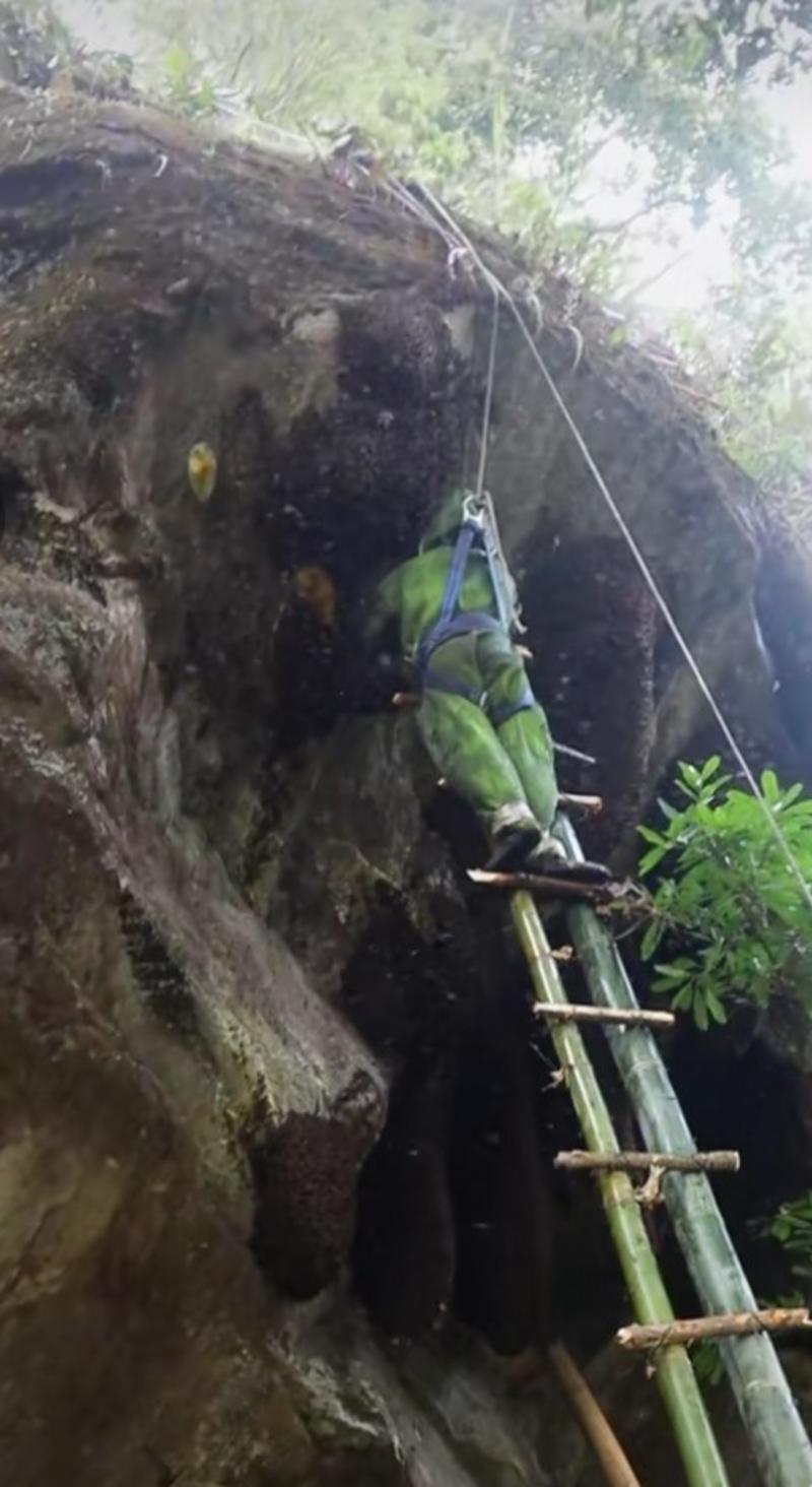 【实力商家】秦岭深山蜂蜜大量上市，大山馈赠，保质保量，