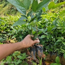 高产黄毛大叶牛大力苗新苗杯苗供应全国发货批量专车送货