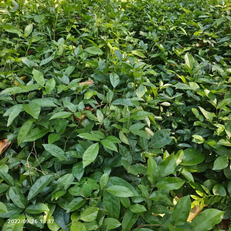 高产黄毛大叶牛大力苗新苗杯苗供应全国发货批量专车送货