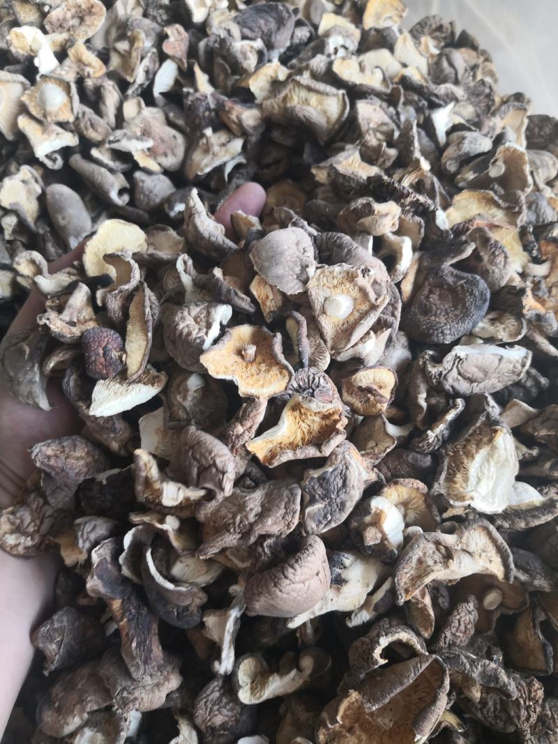 香菇破片干净无杂质肉质肥美价格优惠有需要电话咨询