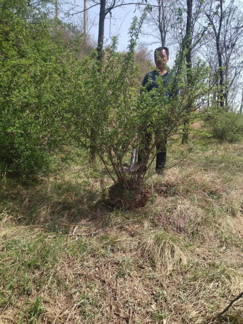 黄刺玫产地大规格黄刺玫批发黄刺玫价格山西丛生黄刺攻