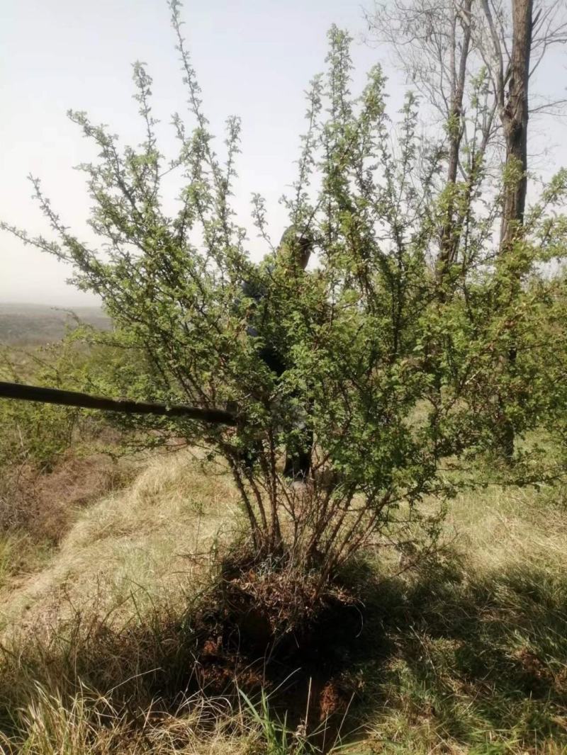 黄刺玫产地大规格黄刺玫批发黄刺玫价格山西丛生黄刺攻
