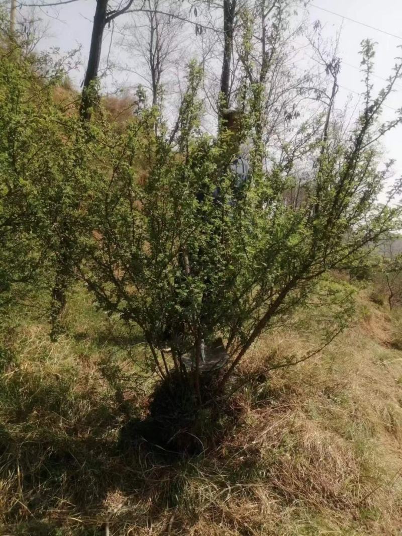 黄刺玫产地大规格黄刺玫批发黄刺玫价格山西丛生黄刺攻