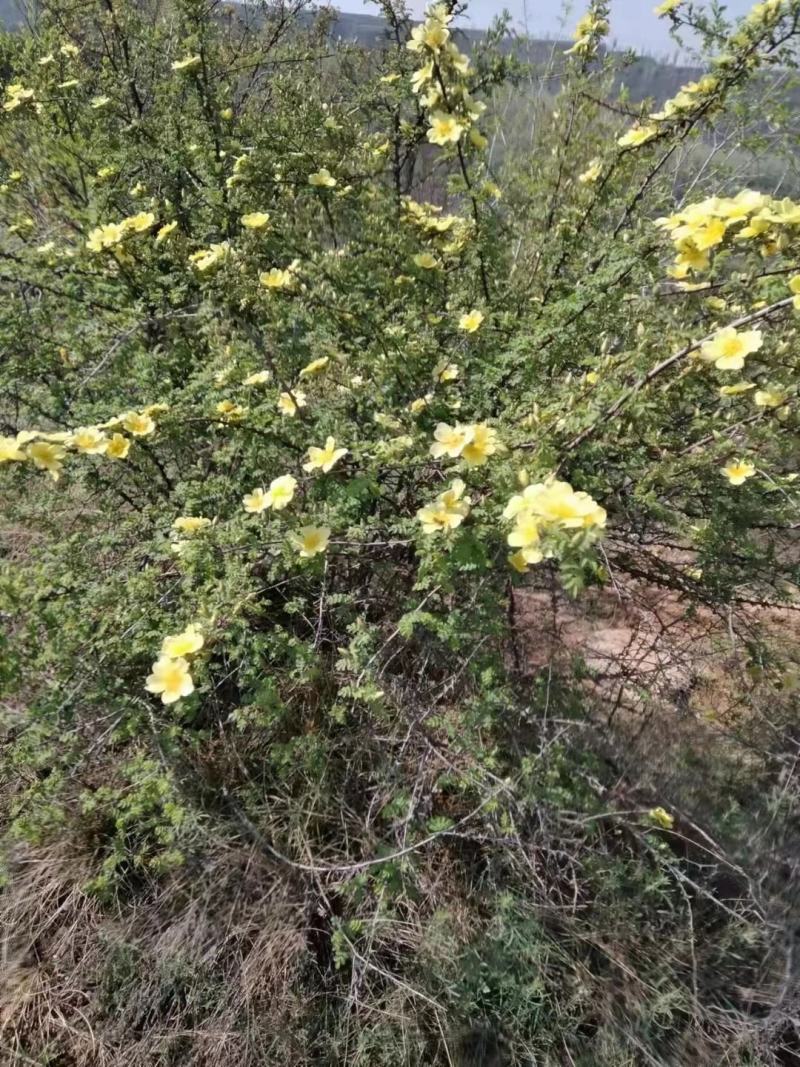 黄刺玫产地大规格黄刺玫批发黄刺玫价格山西丛生黄刺攻