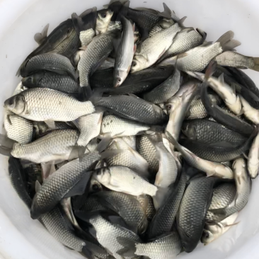中科三号鲫鱼苗银鲫鱼种江苏常州每斤8~10尾左右