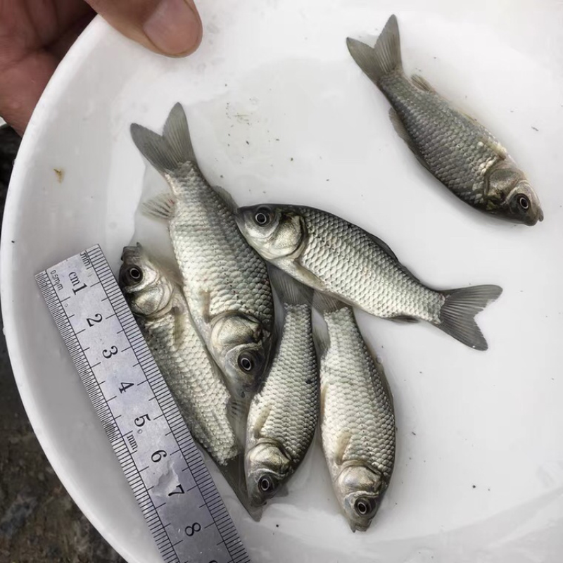 中科三号鲫鱼苗银鲫鱼种江苏常州每斤8~10尾左右