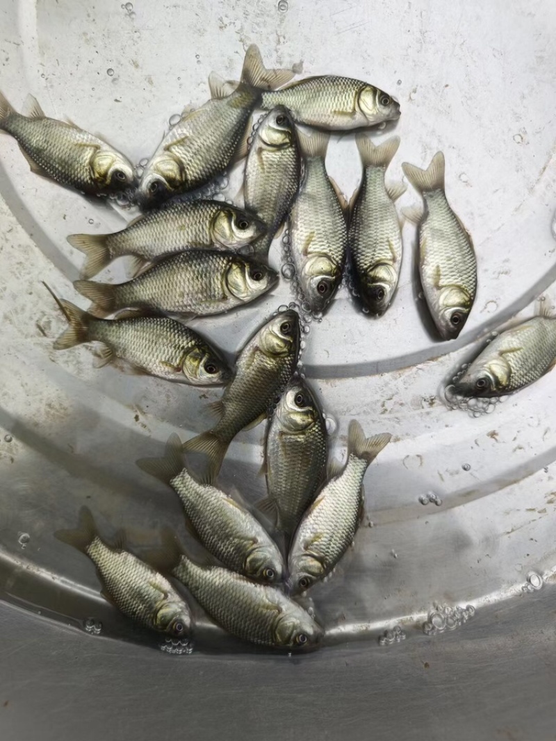 中科三号鲫鱼苗银鲫鱼种江苏常州每斤8~10尾左右