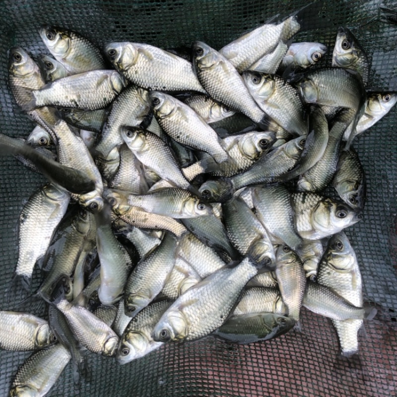 中科三号鲫鱼苗银鲫鱼种江苏常州每斤8~10尾左右