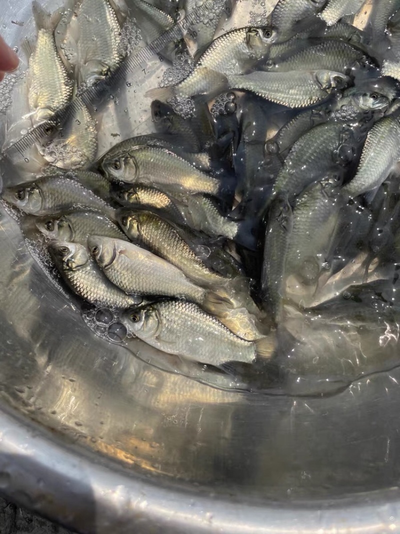 中科三号鲫鱼苗银鲫鱼种江苏常州每斤8~10尾左右