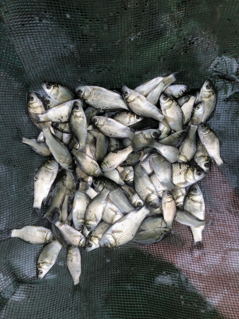 中科三号鲫鱼苗银鲫鱼种江苏常州每斤8~10尾左右