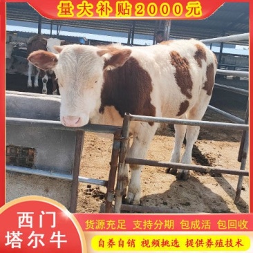 利木赞牛犊种利木赞母牛纯利木赞牛活牛苗养殖场