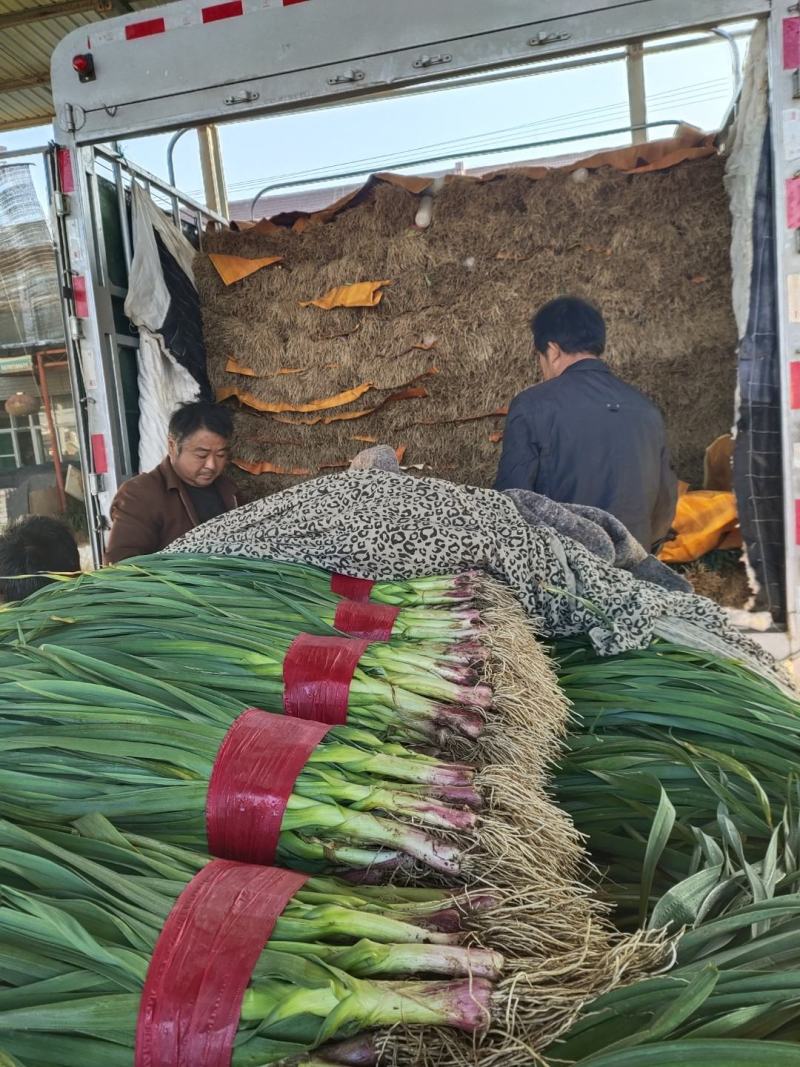 泰安红根蒜苗
