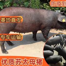 临沂太湖母猪，高产母猪全国发货到家怀孕