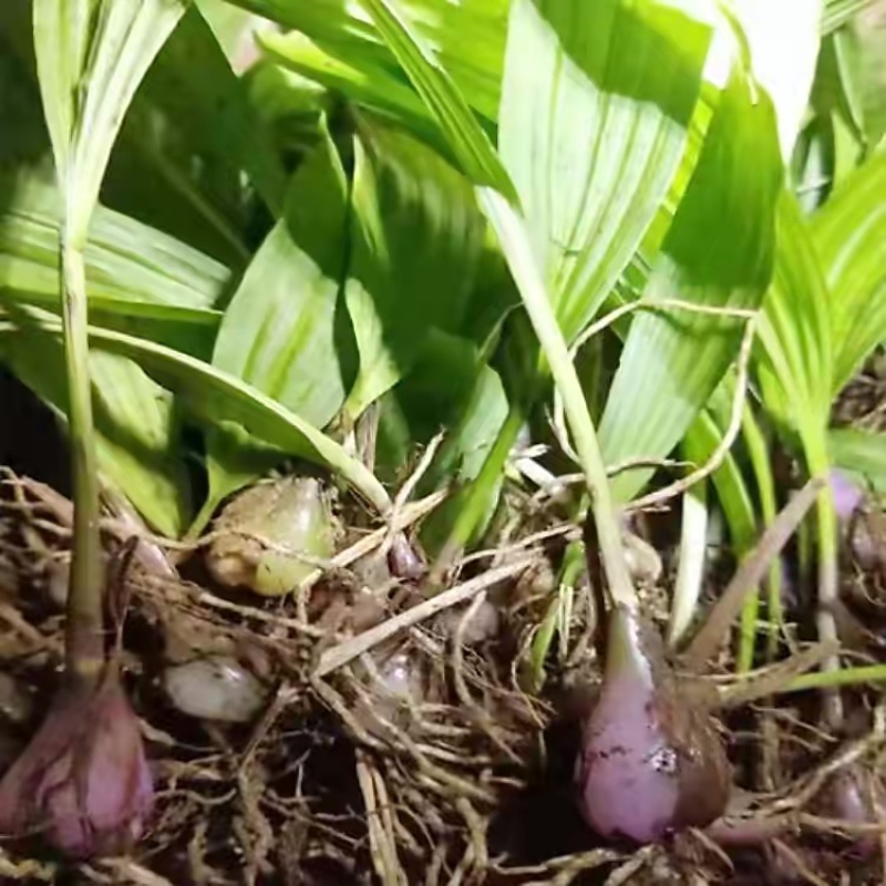 毛慈菇菌种，毛慈菇菌种，一手货源批发免费教播种技术