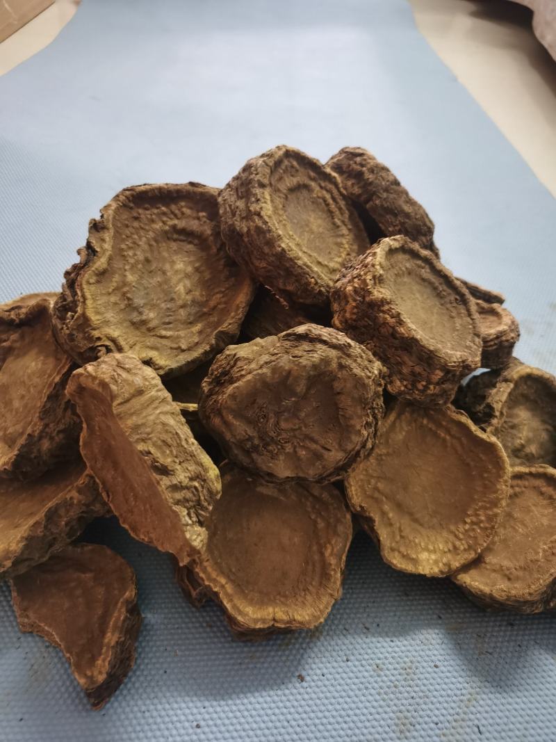 药用大黄