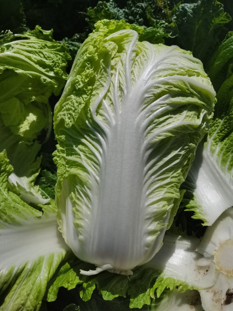 义和秋黄心大白菜