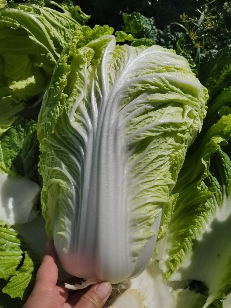 义和秋黄心大白菜
