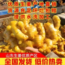 莒县小黄姜，湖南小黄姜，大量有货代发全国欢迎各位老板咨询