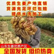 莒县生姜产地大量供应品质保证坏烂包赔全国发货诚信