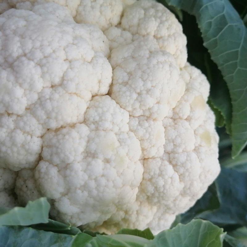 白花菜花1斤适中乳白
