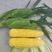 《优选》太阳花黄白甜玉米，颗粒饱满，一手货源视频看货！
