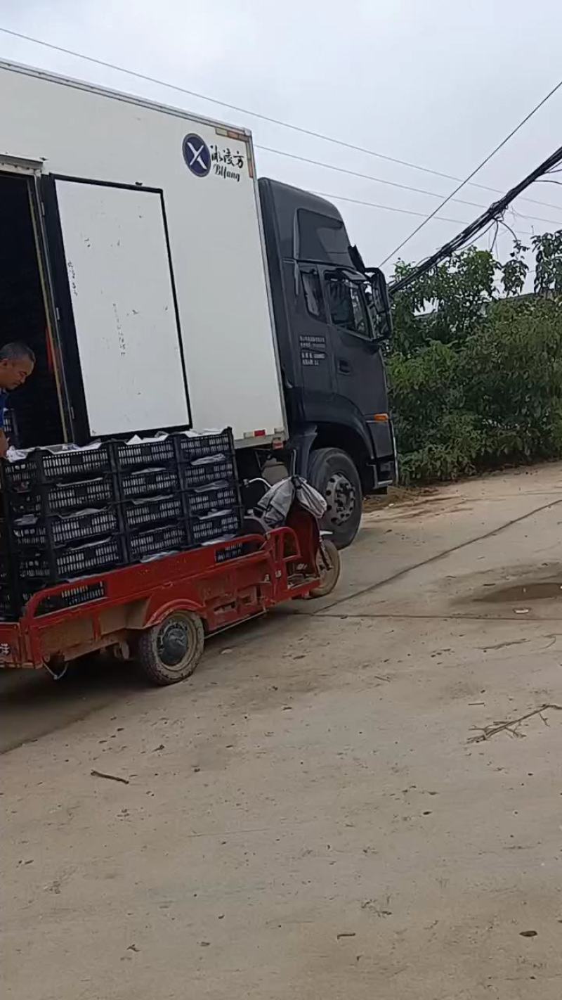 陕西，大荔精品克伦生葡萄，一手货源，品质好，欢迎客户连系