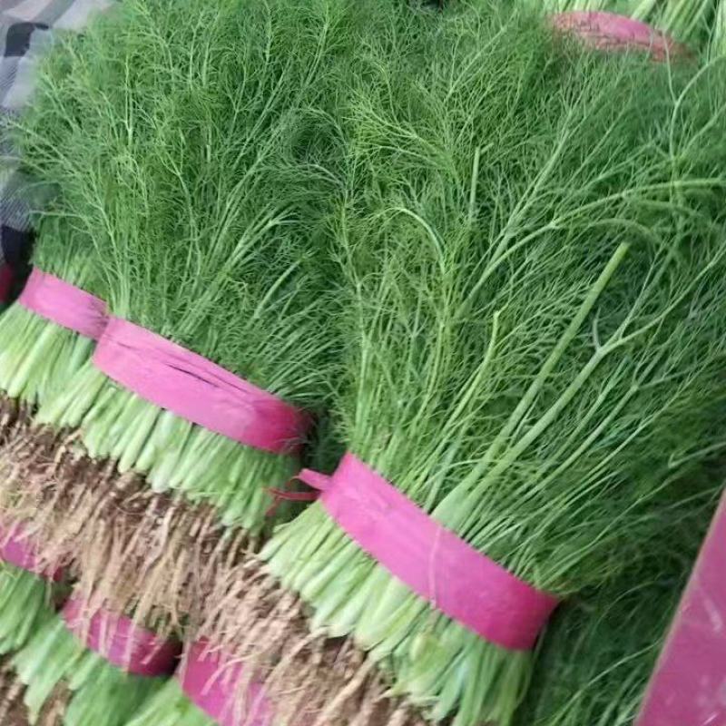 【热卖】茴香河北优质茴香一手货源，代办鲜货供应，量大优惠
