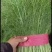 【热卖】茴香河北优质茴香一手货源，代办鲜货供应，量大优惠