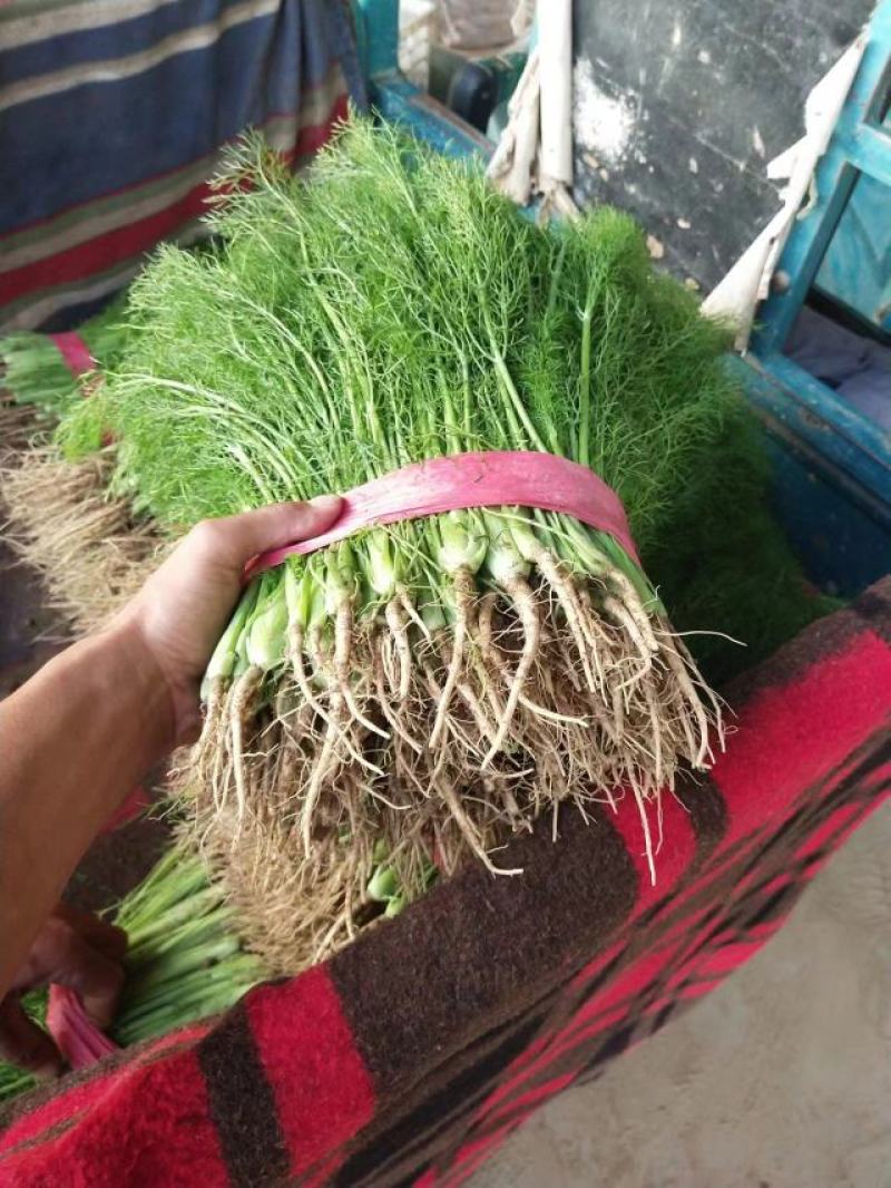 【热卖】茴香河北优质茴香一手货源，代办鲜货供应，量大优惠