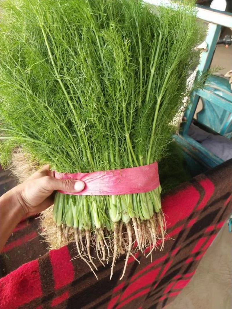 【热卖】茴香河北优质茴香一手货源，代办鲜货供应，量大优惠