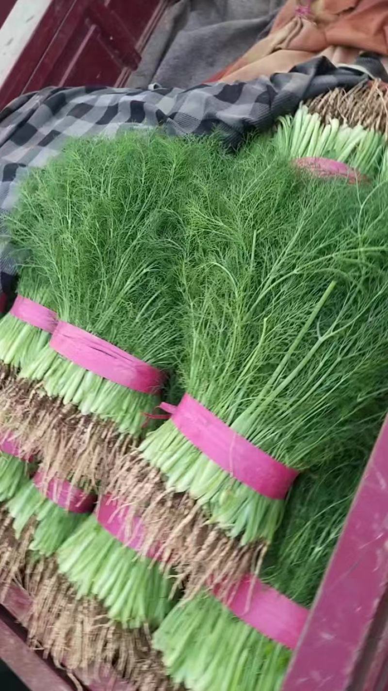 【热卖】茴香河北优质茴香一手货源，代办鲜货供应，量大优惠