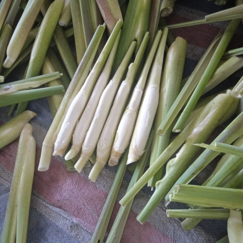 精品美人茭，单季茭，晚茭，品种齐全价格实惠