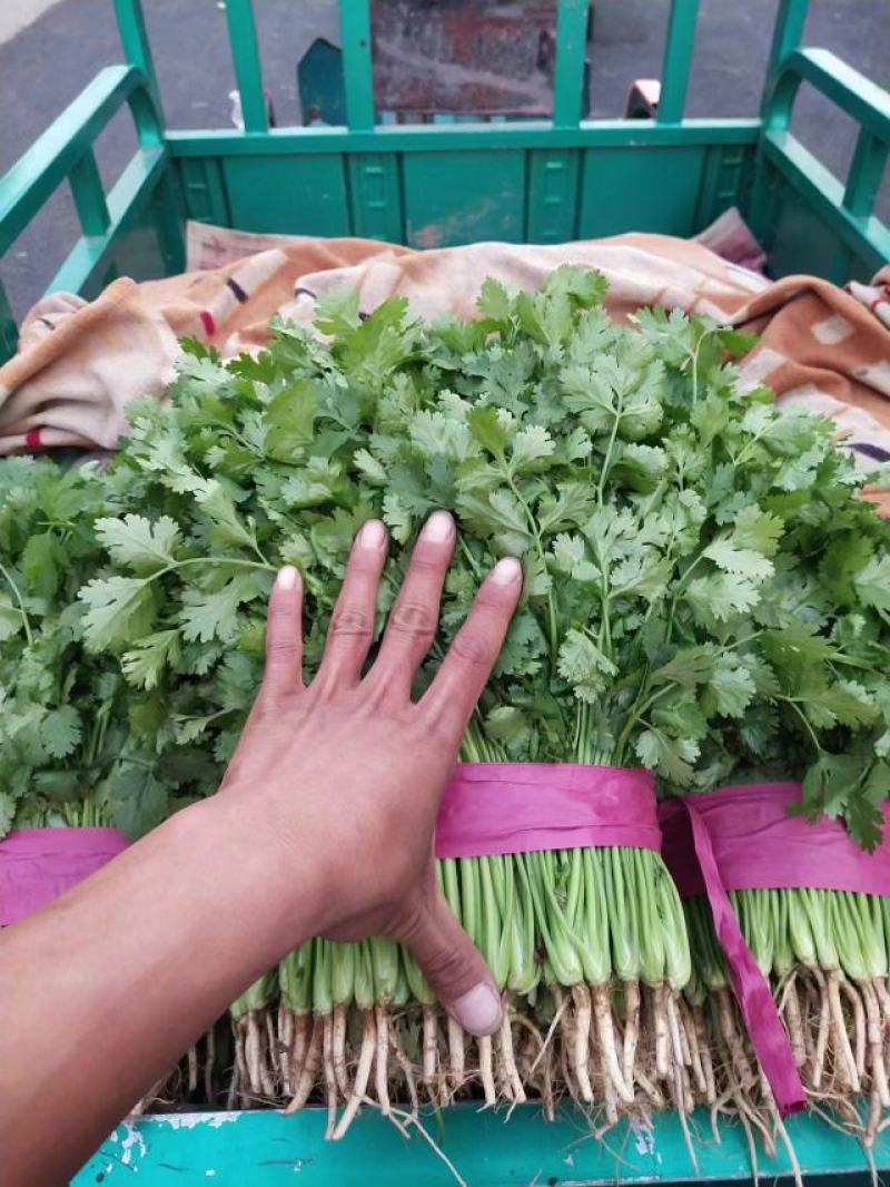 【精选】香菜河北精品香菜一手货源，基地直供，代办全国代发