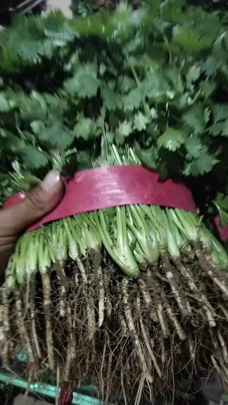 【精选】香菜河北精品香菜一手货源，基地直供，代办全国代发