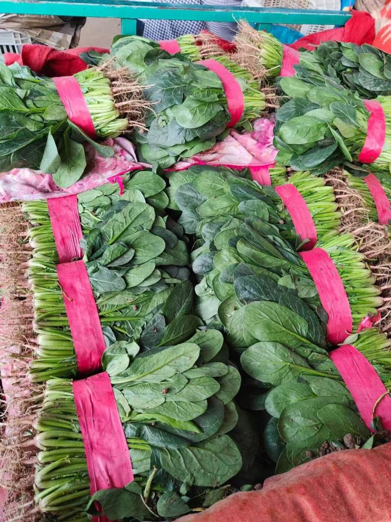 【精选】香菜河北精品香菜一手货源，基地直供，代办全国代发
