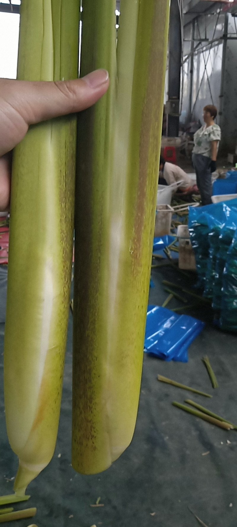 精品美人茭，单季茭，晚茭，品种齐全价格实惠