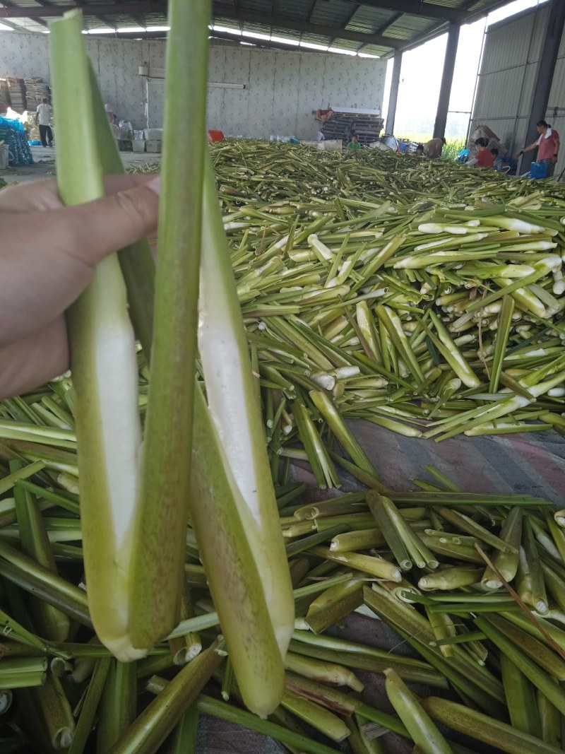 精品美人茭，单季茭，晚茭，品种齐全价格实惠