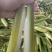 精品美人茭，单季茭，晚茭，品种齐全价格实惠