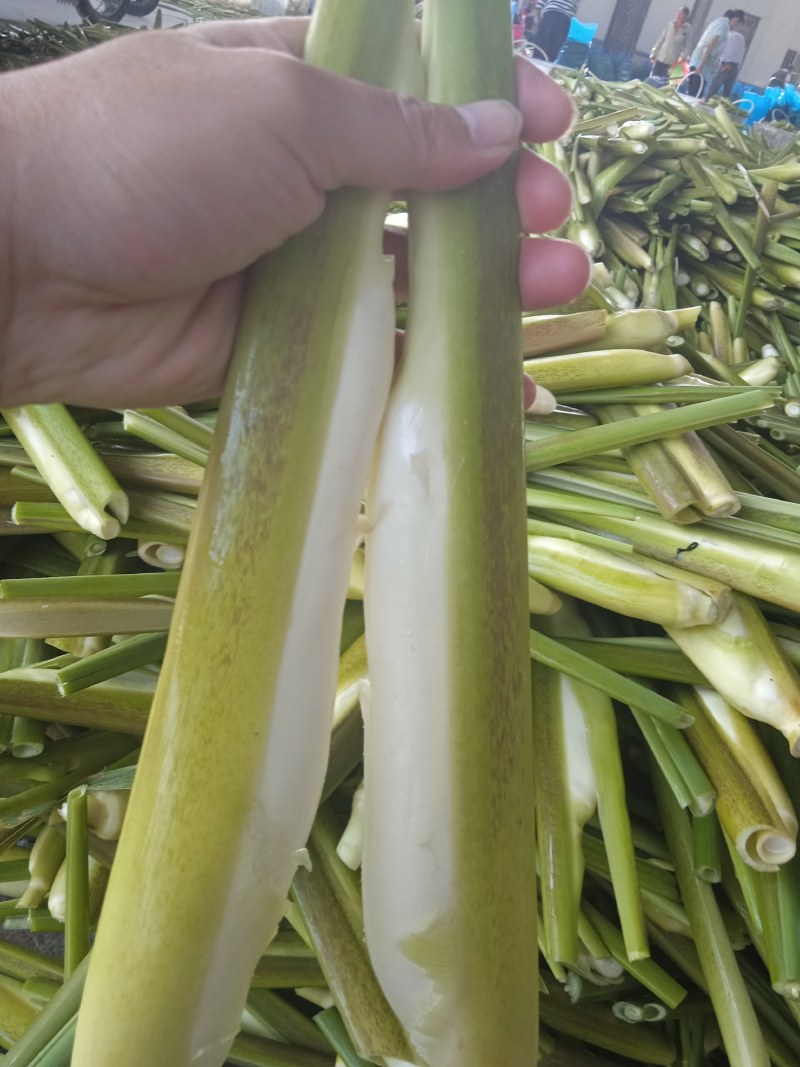 精品美人茭，单季茭，晚茭，品种齐全价格实惠
