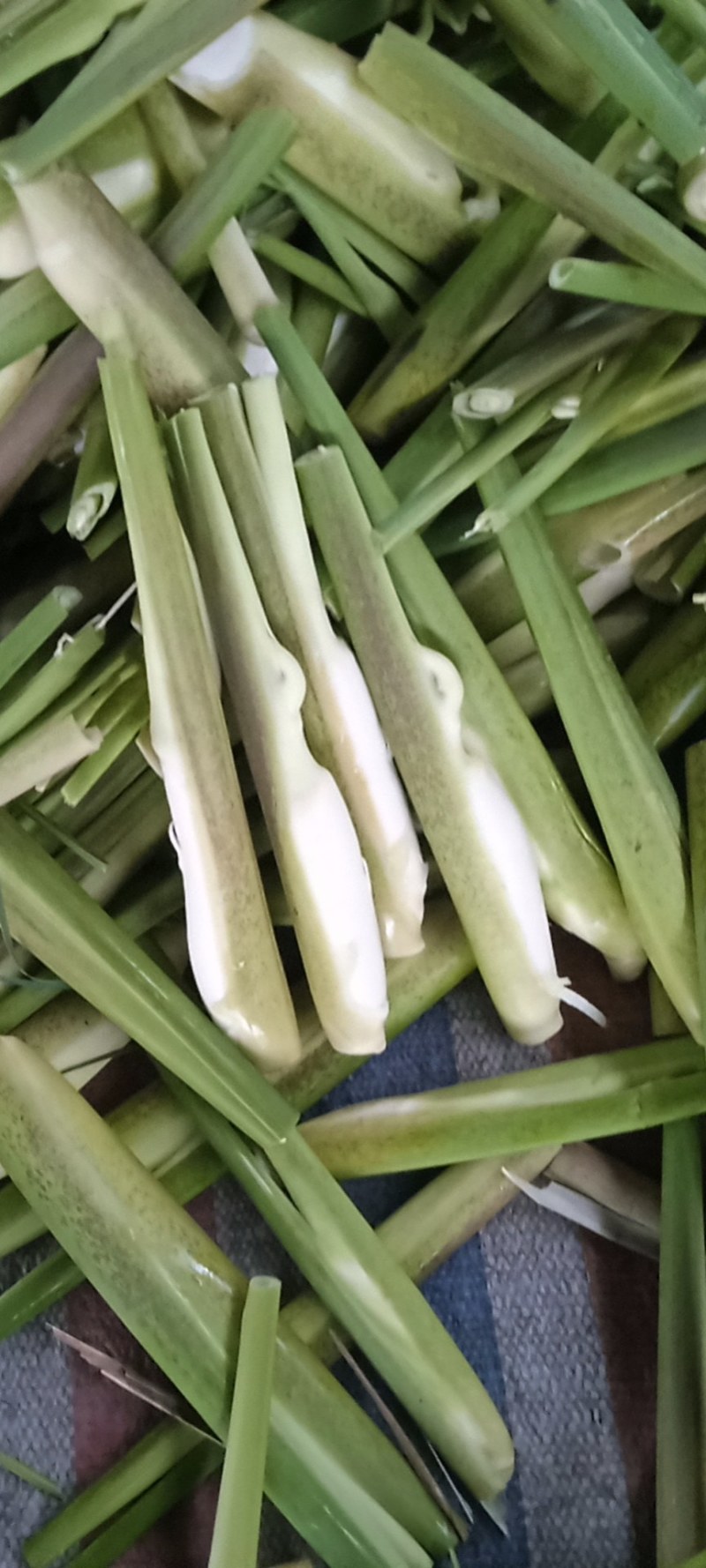 精品美人茭，单季茭，晚茭，品种齐全价格实惠