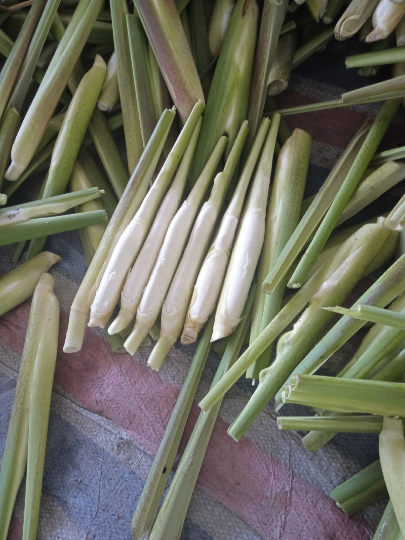 精品美人茭，单季茭，晚茭，品种齐全价格实惠