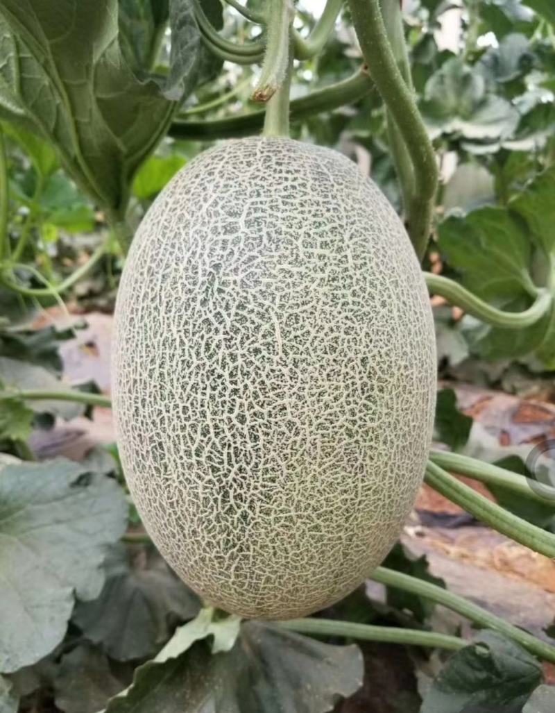 西州蜜，精品哈密瓜，品质好，价格优，代发全国各地