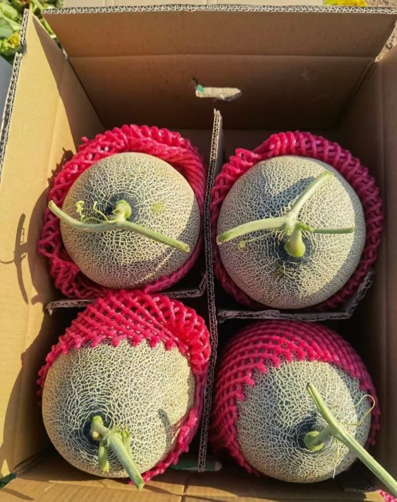 西州蜜，精品哈密瓜，品质好，价格优，代发全国各地