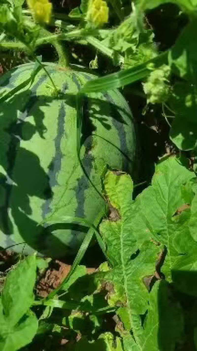 甜王西瓜糖度高口感好品质保证味道纯正货量充足