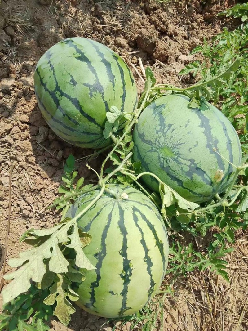 甜王西瓜糖度高口感好品质保证味道纯正货量充足