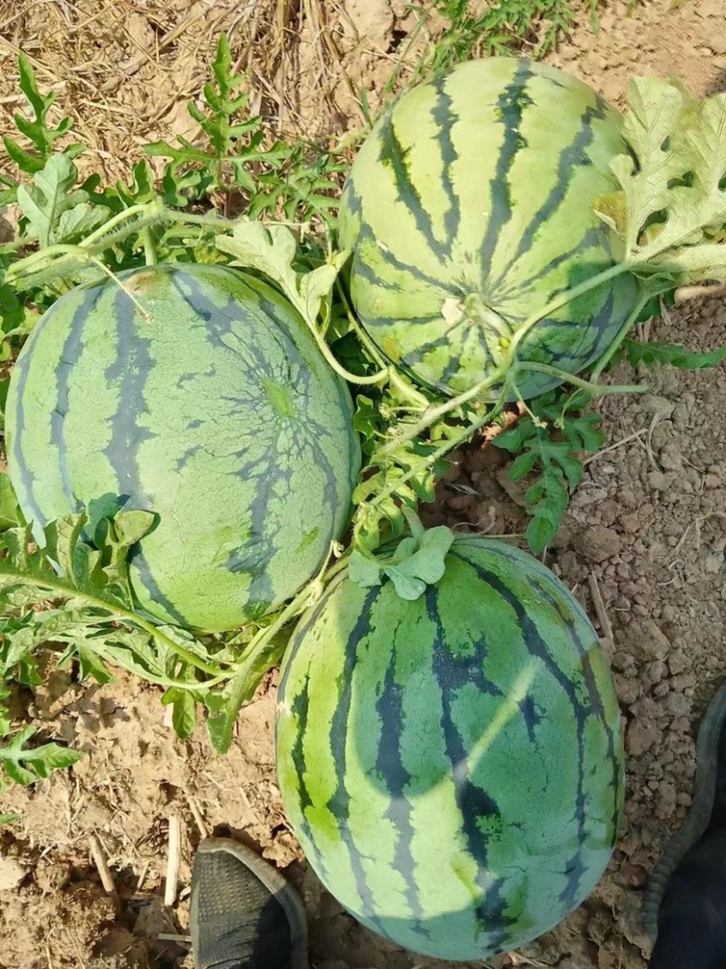 甜王西瓜糖度高口感好品质保证味道纯正货量充足