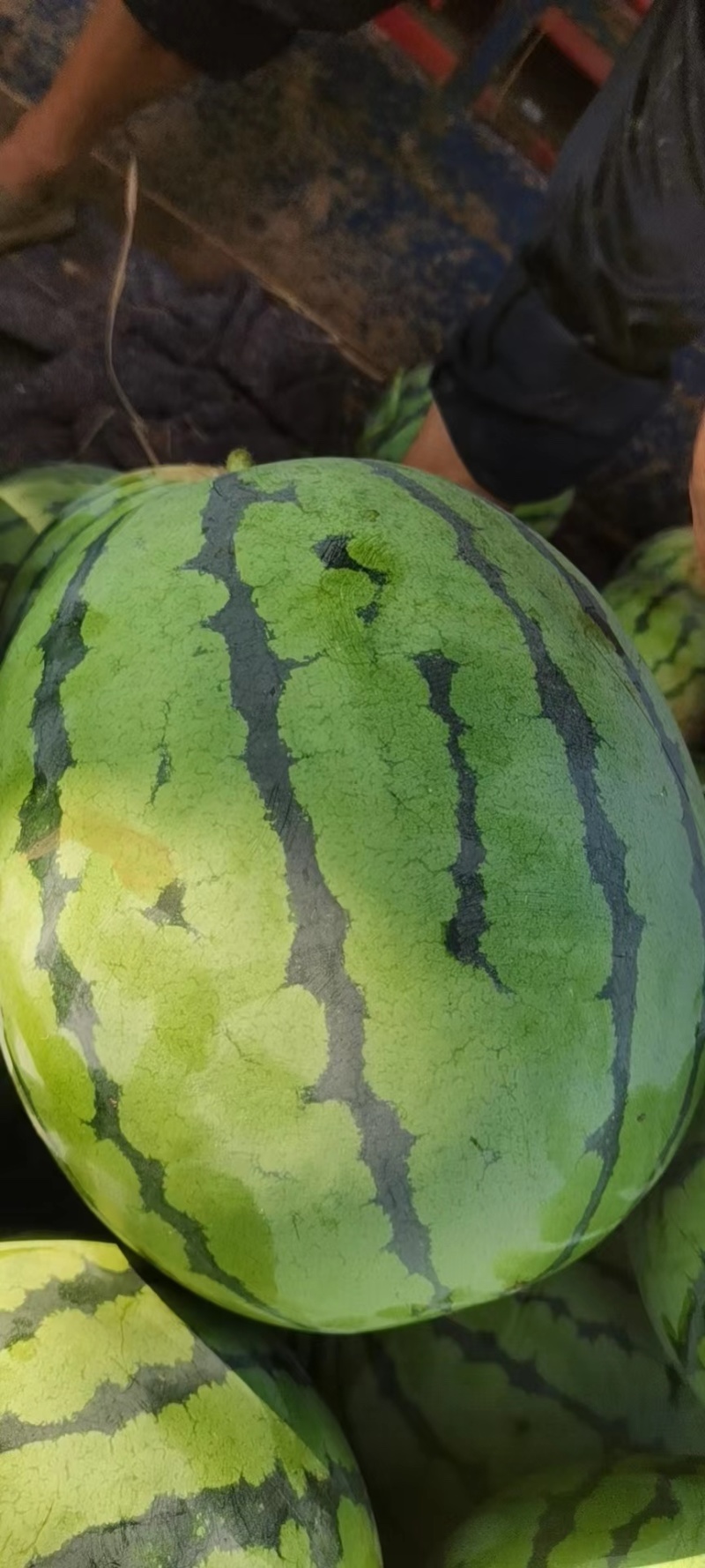 甜王西瓜糖度高口感好品质保证味道纯正货量充足