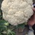 【精品】有机菜花品种齐全欢迎各地老板前来采购