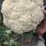 【精品】有机菜花品种齐全欢迎各地老板前来采购